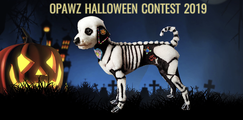 Halloween Dog Grooming Contest 2019 – Best Creative Dog Grooming Ideas from OPAWZ