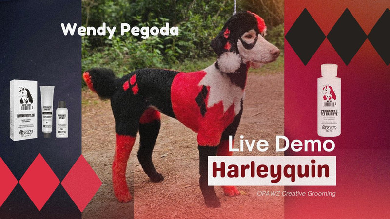 Harlequin Creative Grooming Live Demo with OPAWZ Pet Safe Dog Hair Dye