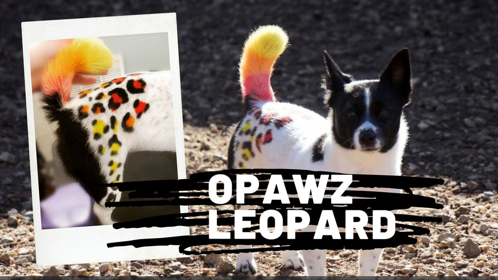 Tips For Leopard Spots Creative Grooming  - OPAWZ Creative Grooming Tutorial
