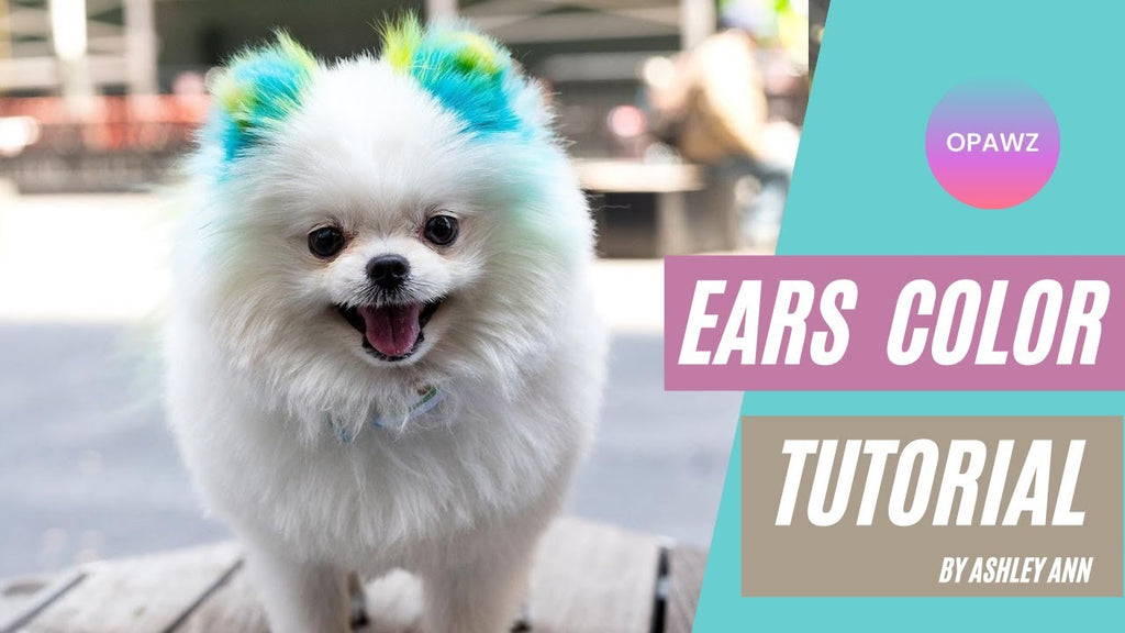 Dog Ears Color Creative Grooming  - OPAWZ Pet Hair Dye Tutorial