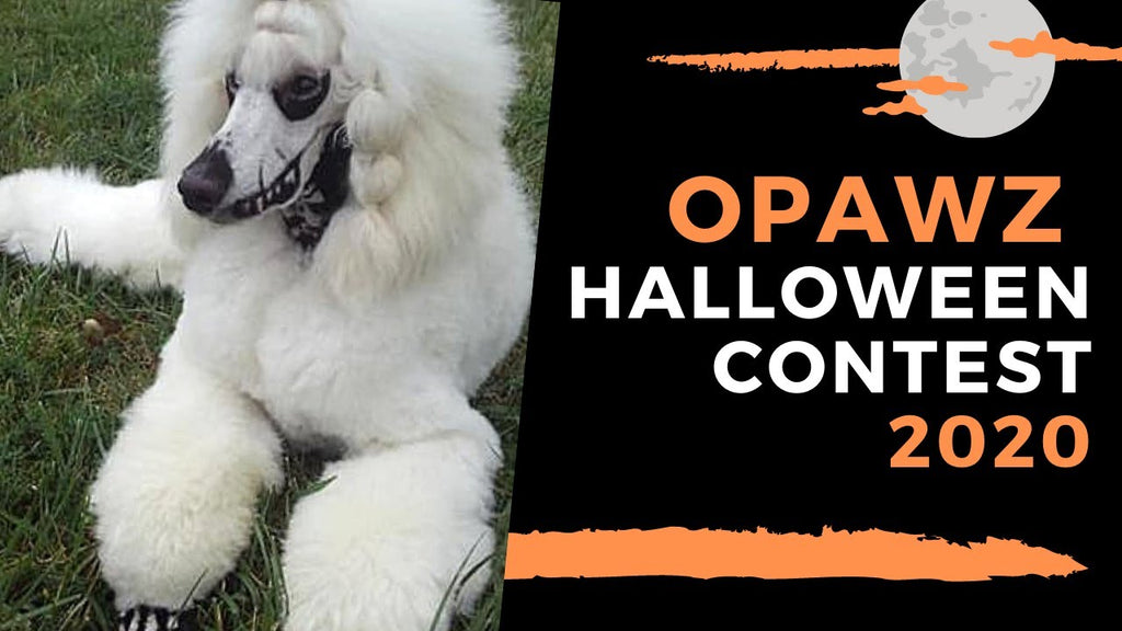 OPAWZ Halloween Creative Dog Grooming Contest 2020
