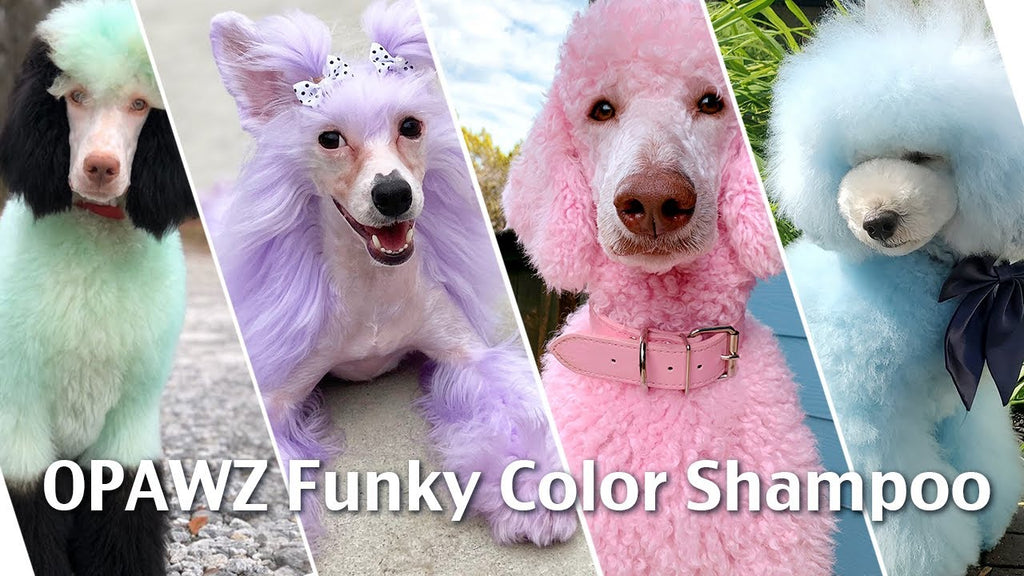 OPAWZ Funky Pet Color Shampoo - Step By Step Color Shampoo Tutorial