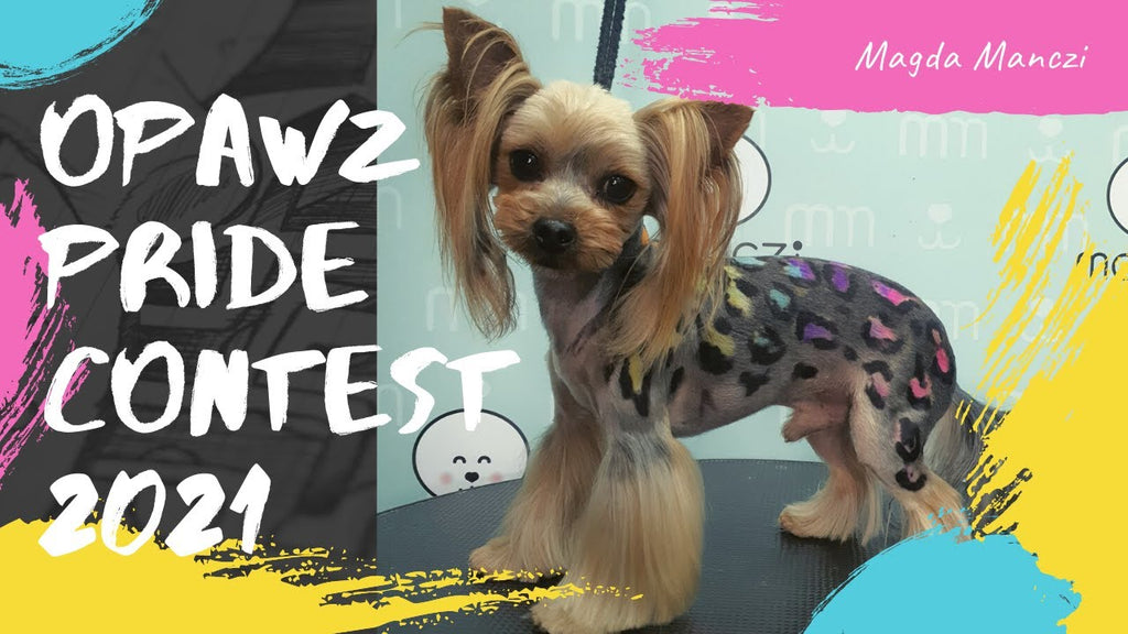 Pride Contest 2021 - OPAWZ Creative Dog Grooming Contest