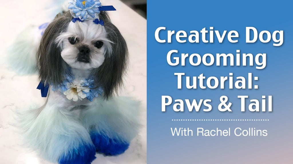 Paws & Tail Creative Dog Grooming - OPAWZ Pet Hair Dyes Creative Coloring Tutorial