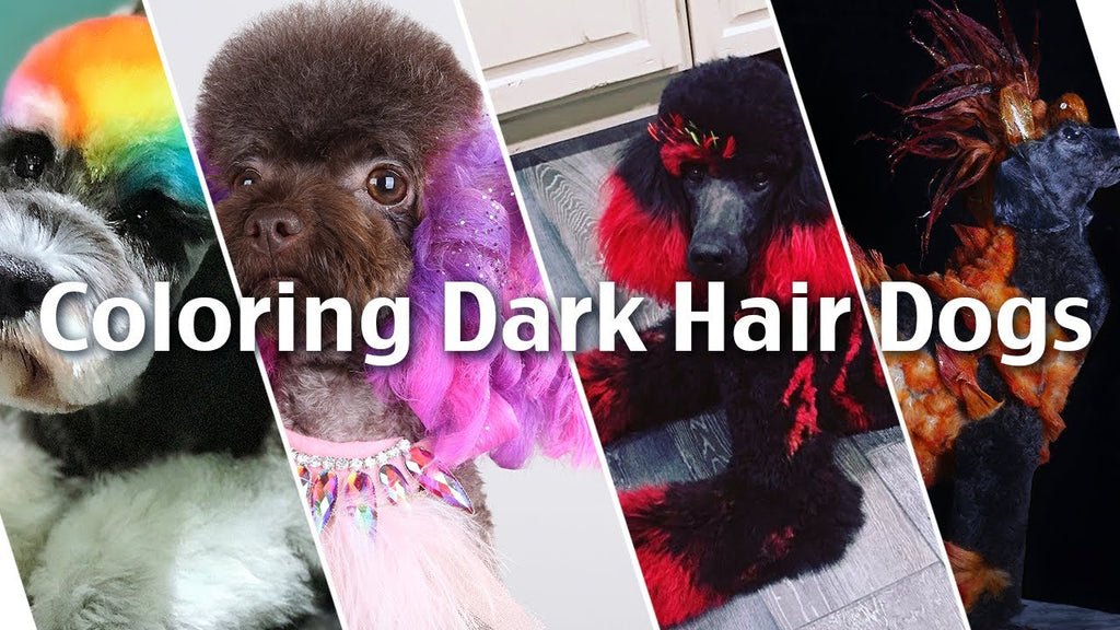 How to Color a Black Dog with OPAWZ Lightening Cream