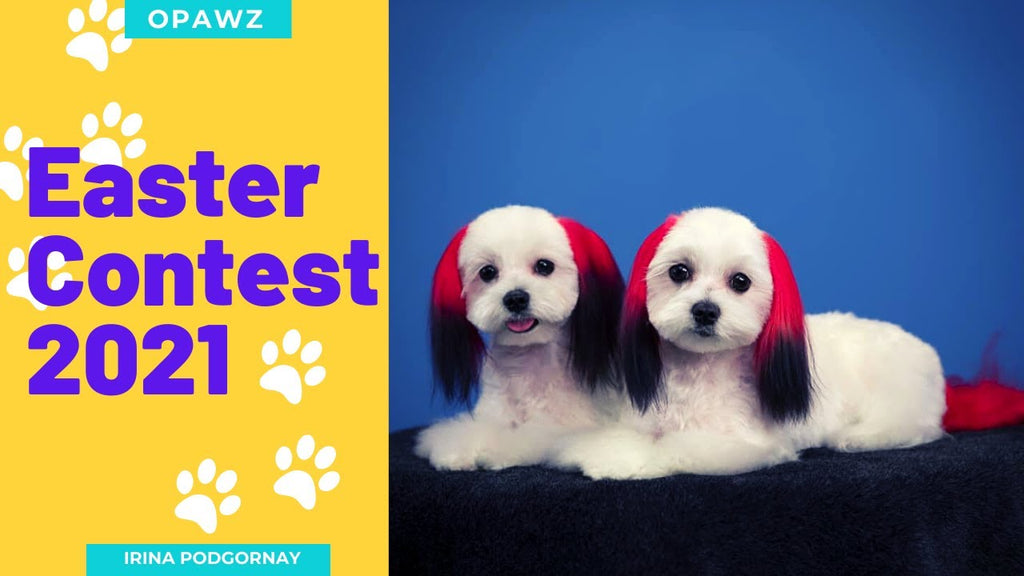 Happy Easter Dog Grooming | OPAWZ Creative Grooming Contest 2021