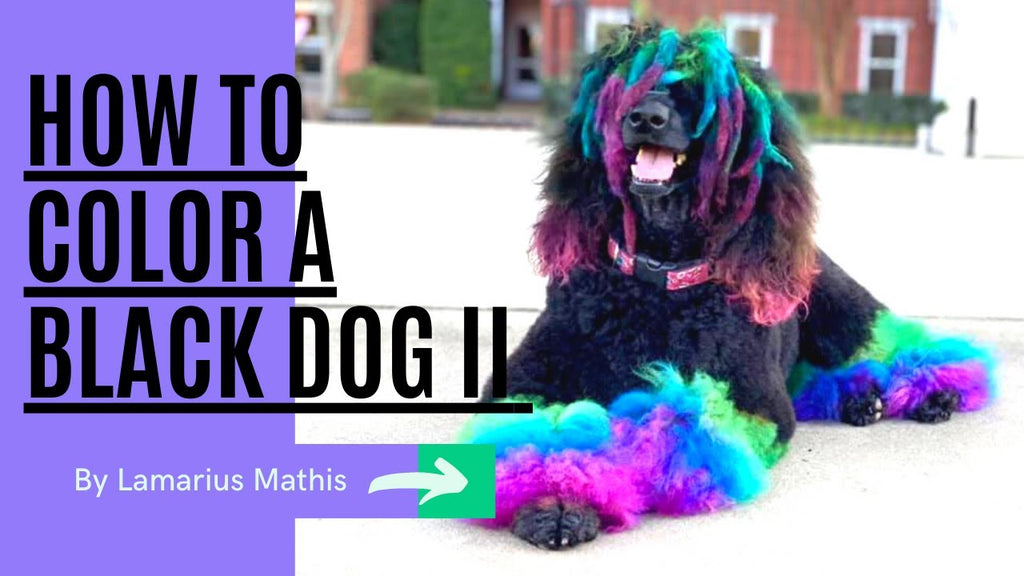 How to Color a Black Dog II  - OPAWZ Creative Dog Grooming Live Tutorial