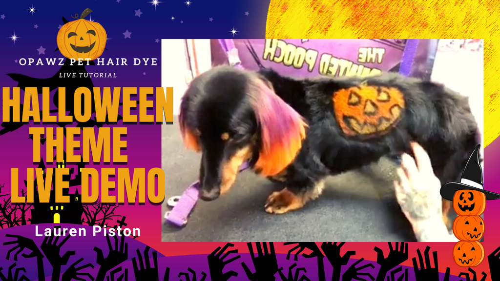 OPAWZ Halloween Theme Creative Dog Grooming Live Demo By Lauren Piston