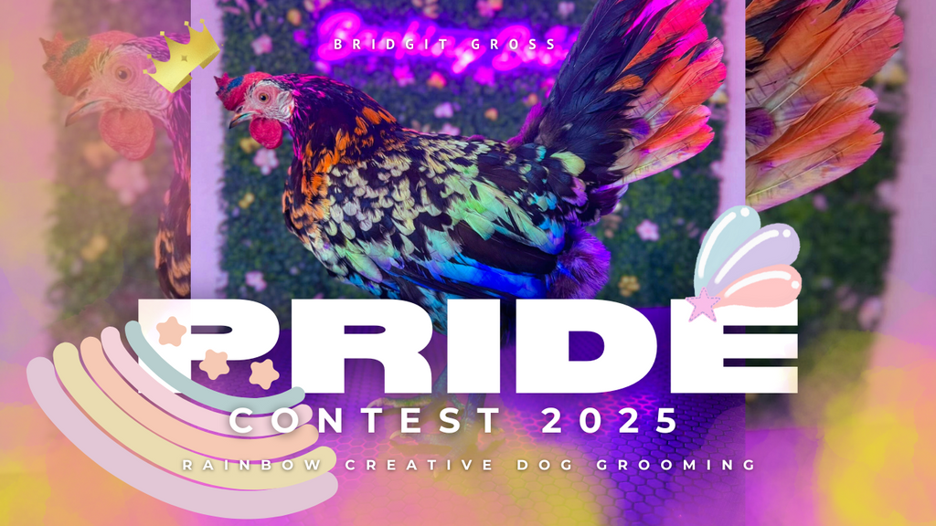 OPAWZ Pride Contest 2025 The Rainbow Creative Dog Grooming