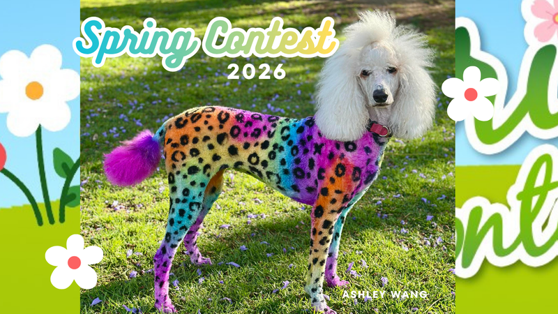 OPAWZ Spring Creative Grooming Contest 2026