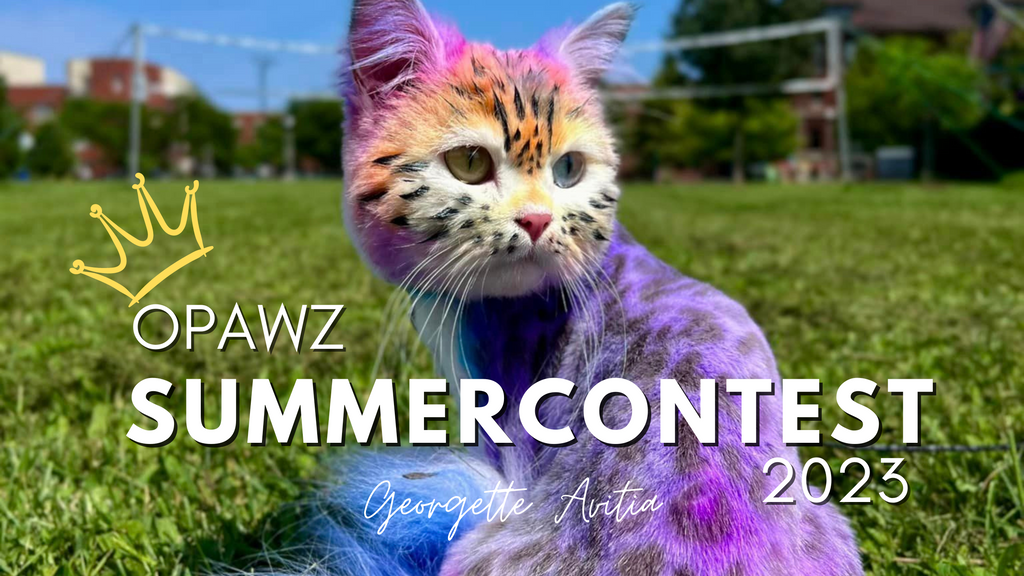 OPAWZ Summer Creative Pet Grooming Contest 2023