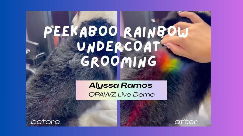 Peekaboo Rainbow Undercoat Pet Hair Dye Technique OPAWZ Creative Grooming Live Demo