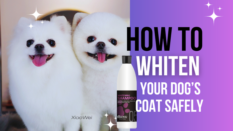 How to Whiten Your Dog’s Coat Safely with OPAWZ Dog Whitening Shampoo