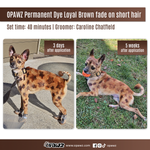 Teinture pour poils de chien-Loyal Brown (PD08)