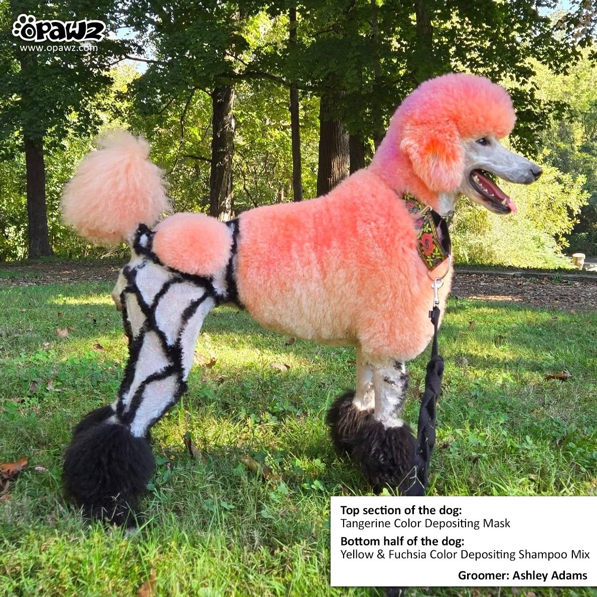 OPAWZ Color Depositing Mask - Tangerine - 200ml (CM06)