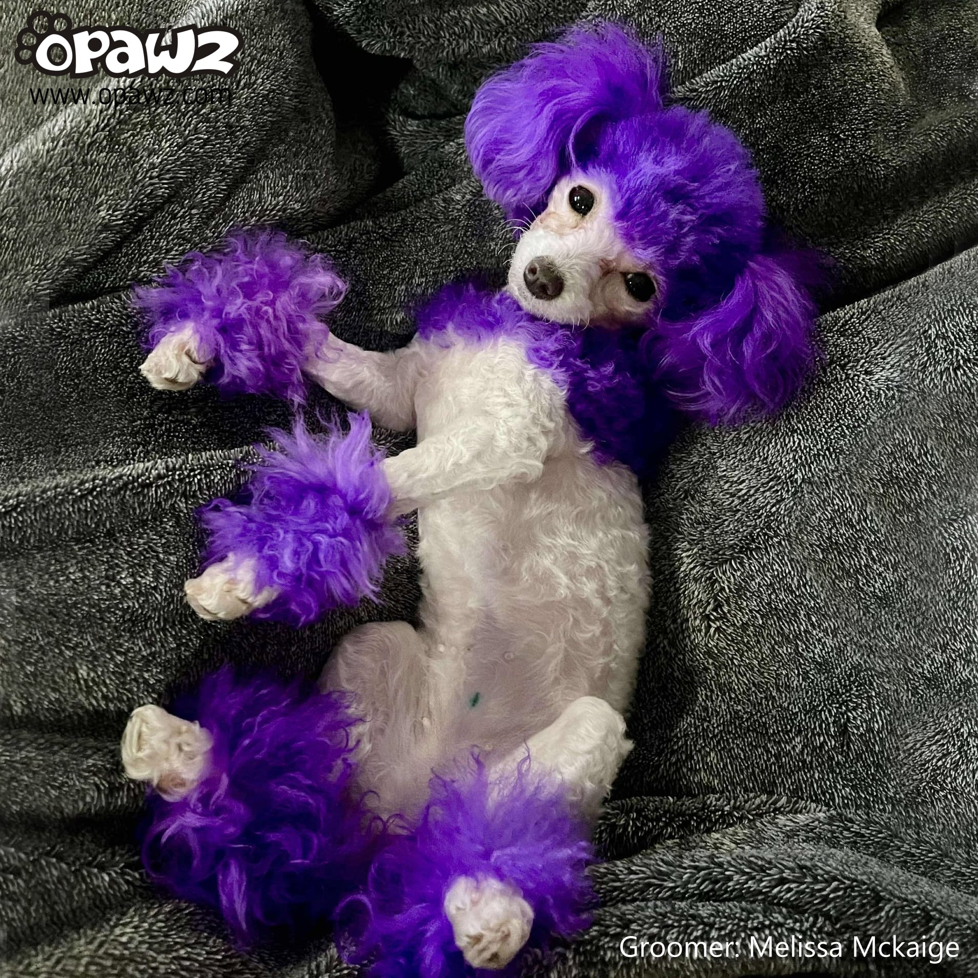 Chic Violet Dog Hair Dye by OPAWZ - Lasts 20 Washes