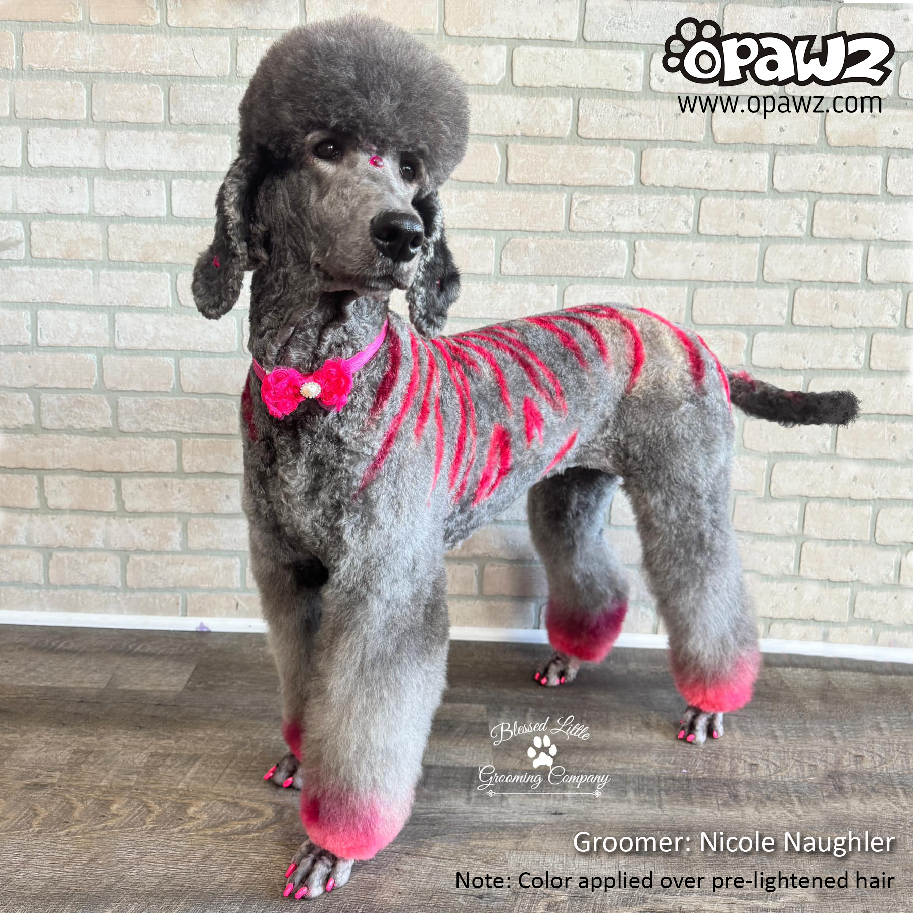 epine：poodle fur coat pink curly hair epine poodle fur coat 