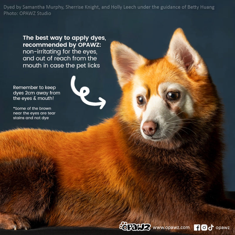 Dog Hair Dye - Loyal Brown (PD08)