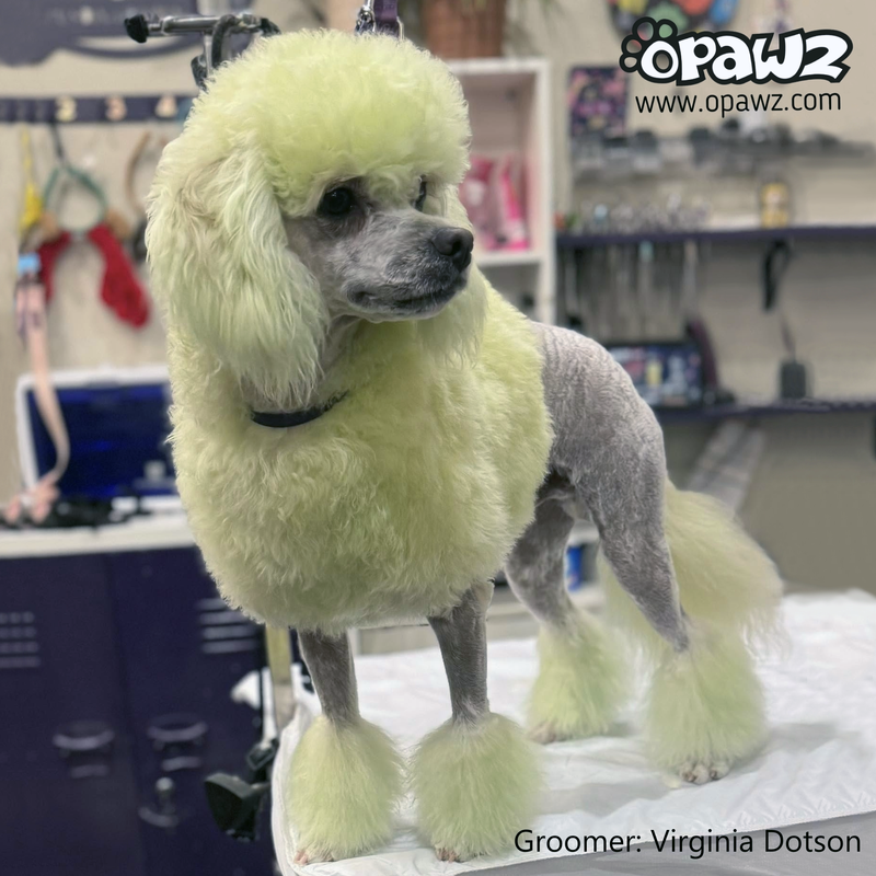 OPAWZ Funky Color Shampoo Green 500mL (FC04)