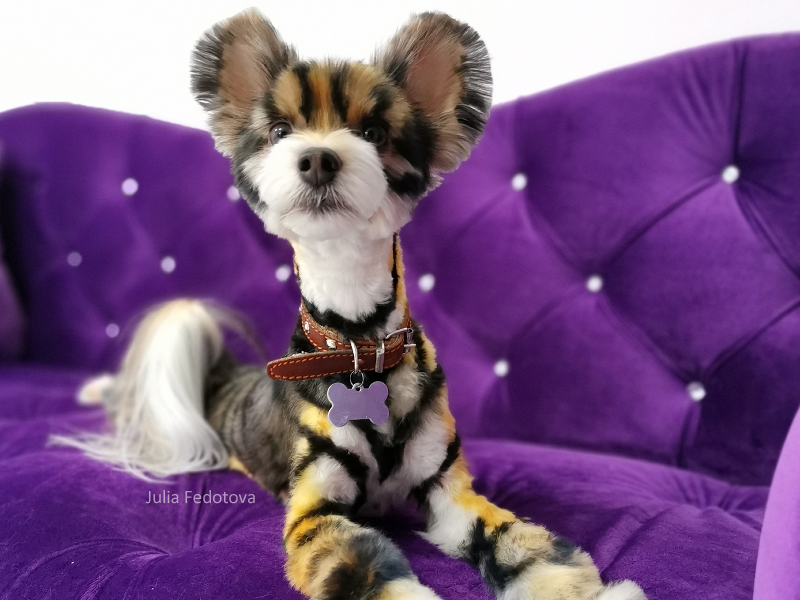 OPAWZ Creative Grooming in Professional Dog Grooming Pet Fashion