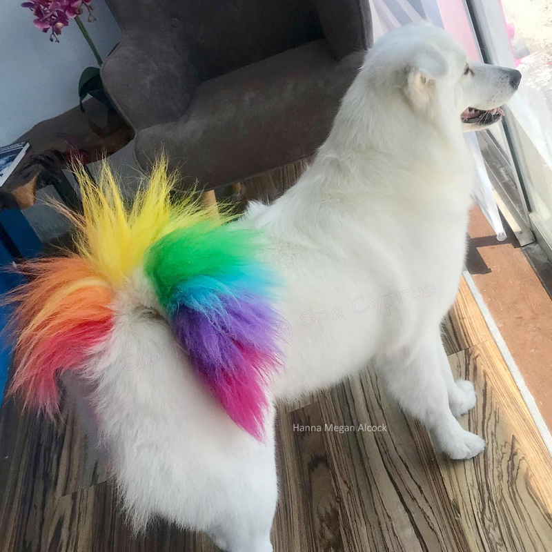 Dog color shop dye