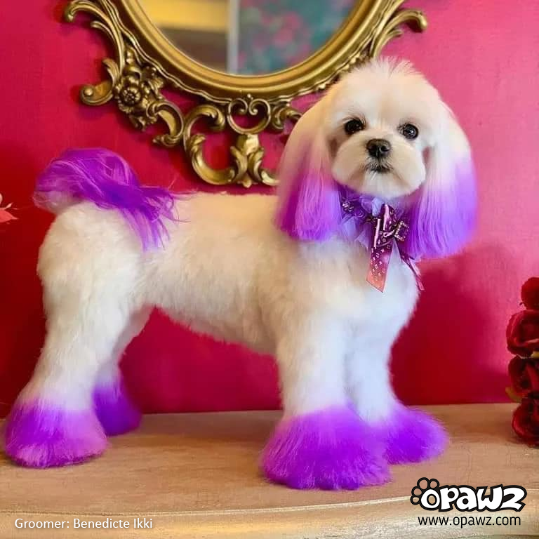 OPAWZ Semi Permanent Dog Hair Dye Dahlia Purple