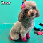 Dog Hair Dye - Adrian Pink (PD22)