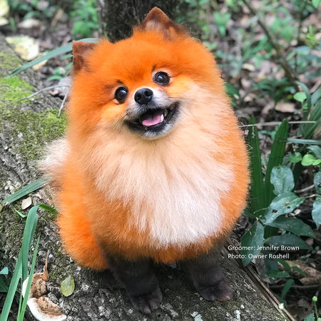 Opawz sales semi permanent