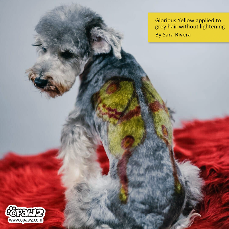 Glorious Yellow Dog Hair Dye by OPAWZ Lasts 20 Washes