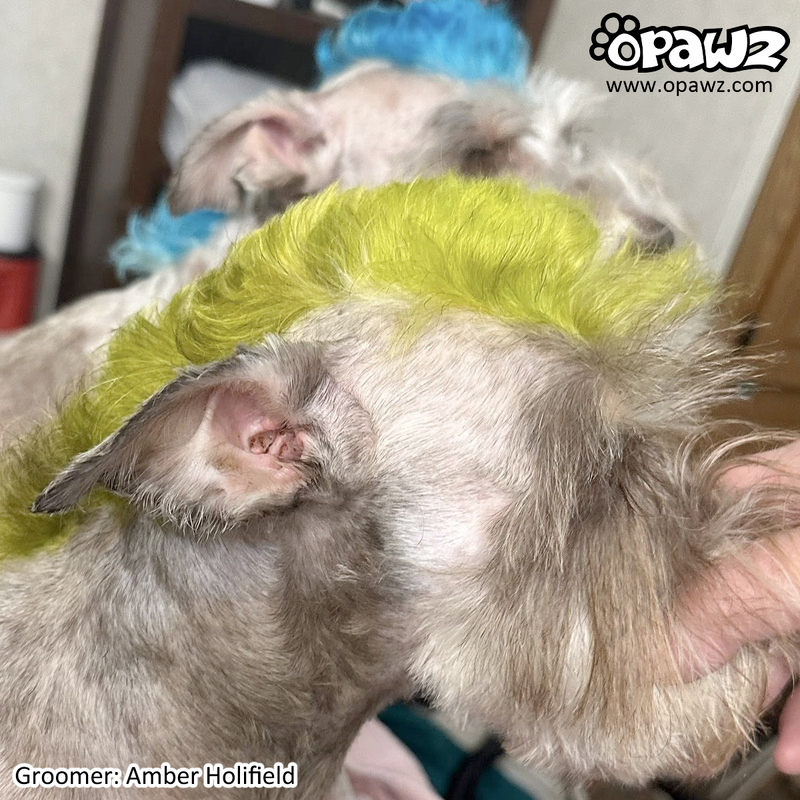 Dog Hair Dye - Tender Green (PD10)