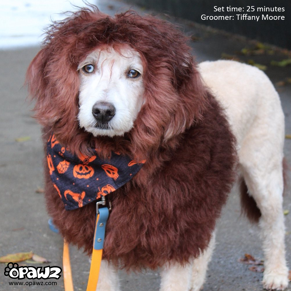 Testeur de teinture permanente Teddy Brown 4oz