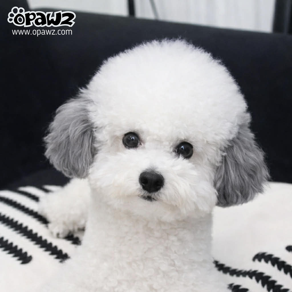 Pet Hair Chalk - Black (TC06)