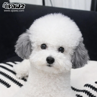 Pet Hair Chalk - Black (TC06)