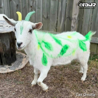 Pâte de couleur-Vert (TP04)