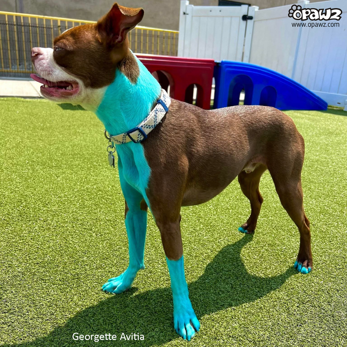 Dog Hair Dye - Lamarius Blue (PD27)