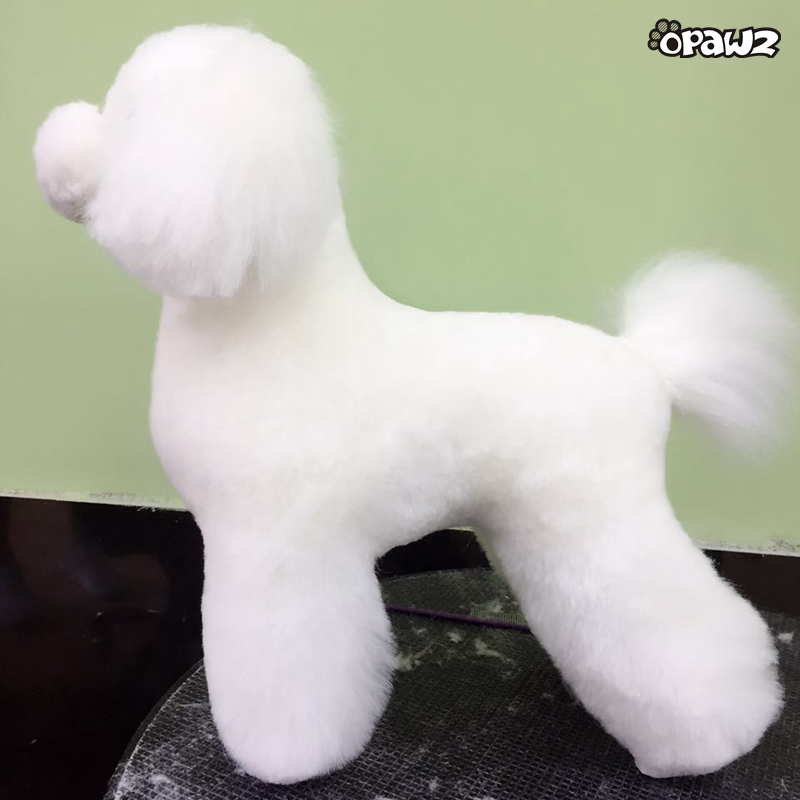 Toy Poodle Model Dog with Colors Wig – OPAWZ - Main Image