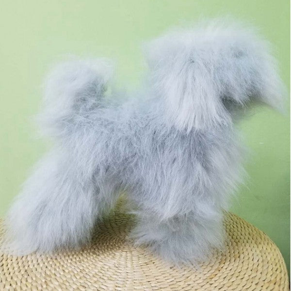 Toy Poodle Puppy Poodle Grooming Products Toy Poodle Model