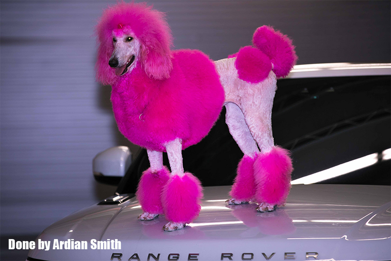 Pink fur best sale dog