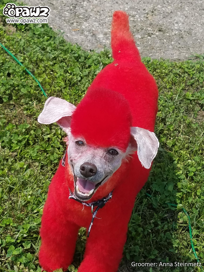 Hot Red Dog Hair Dye by OPAWZ Lasts 20 Washes