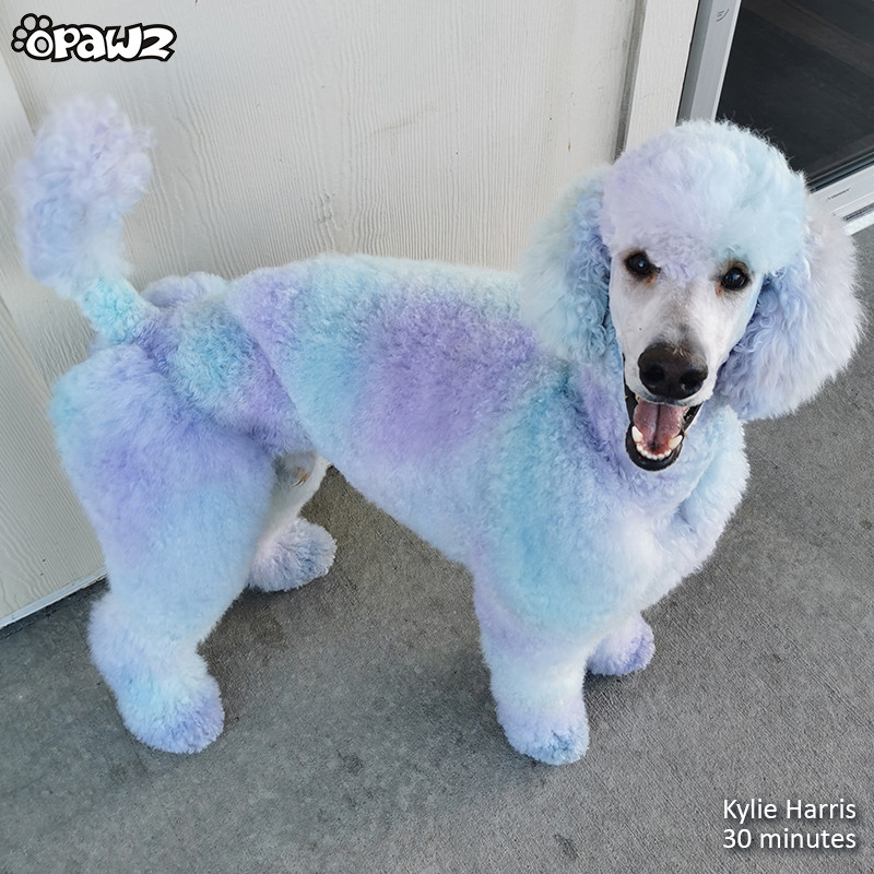 Blue shampoo hot sale for white dogs
