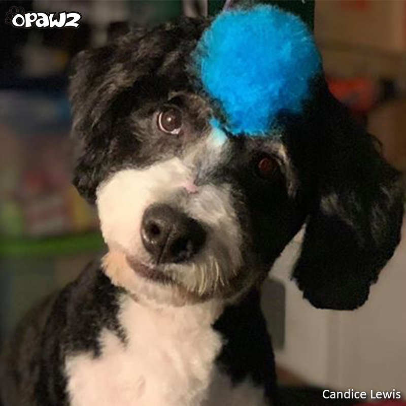 Tinte para el pelo de perro-Azul inocente (PD05)