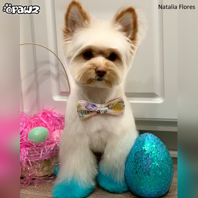 Avatar hair sales dye for dogs