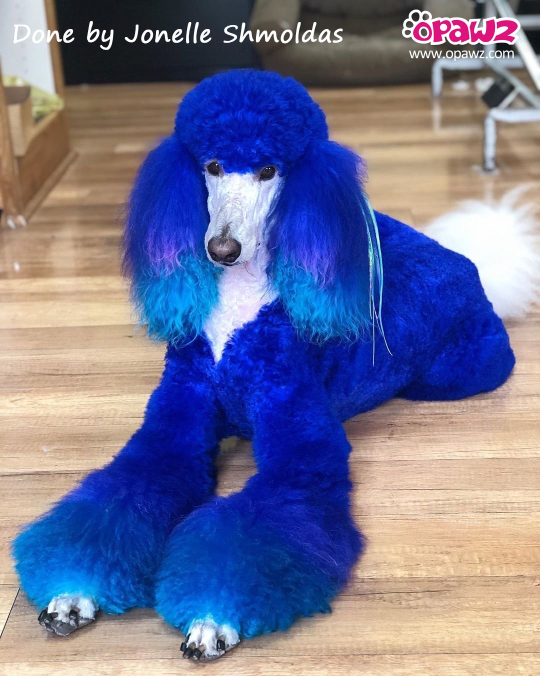 It's Pawfect Value Pack (VP36) – OPAWZ