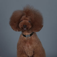 OPAWZ dog collars