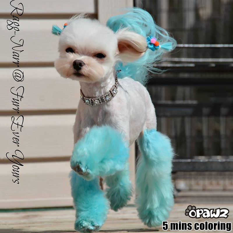Innocent Blue Dog Hair Dye by OPAWZ Lasts 20 Washes