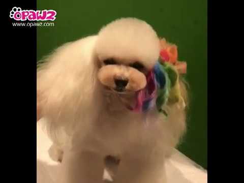 Pet Hair Chalk - Turquoise (TC12)