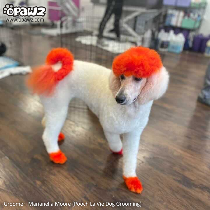 Tinte para el pelo de perro-Naranja llama (PD18)