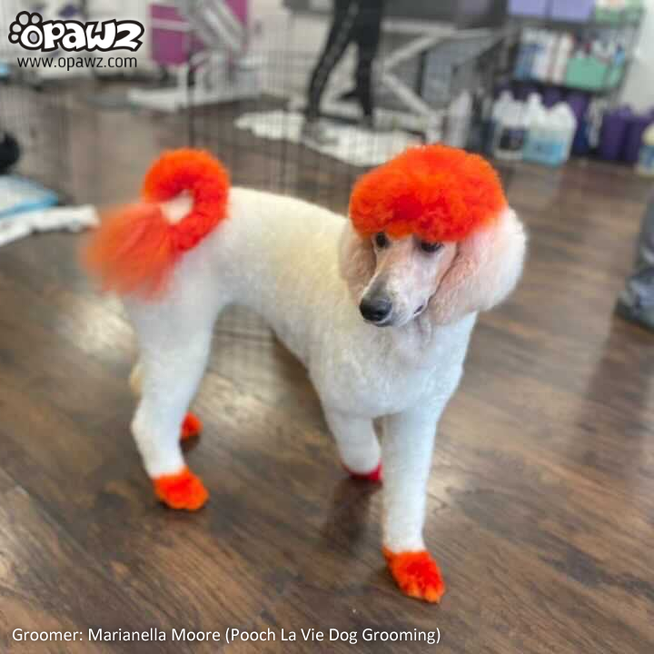 Teinture pour poils de chien - Orange flamme (PD18)