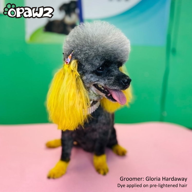 Tinte para el pelo de perro-Amarillo glorioso (PD04)