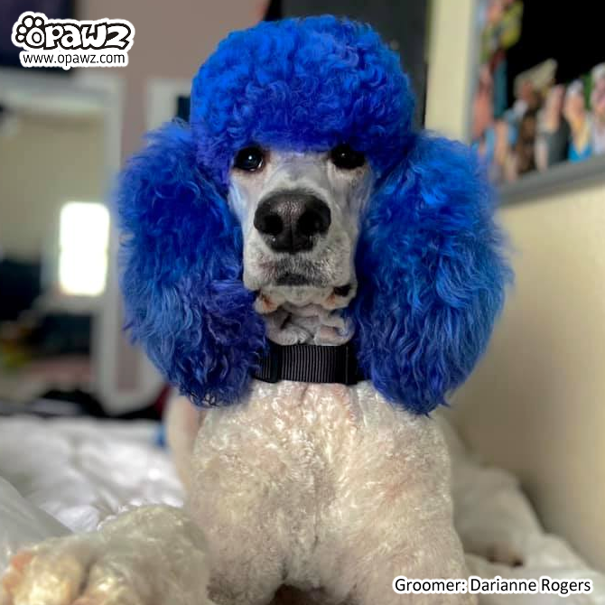 Cobalt Blue Dog Hair Dye by OPAWZ - Lasts 20 Washes